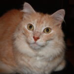 Turkish Angora (เตอร์กิช แองโกรา) – ข้อมูลและลักษณะนิสัย